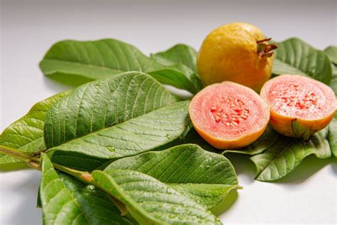 Ripe Yellow Fruits And Leaves Of Guava On A White Background Stock