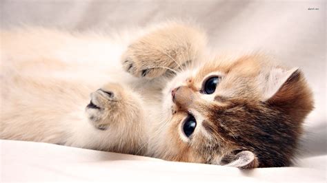 49 Kitten Wallpapers For Desktop On Wallpapersafari