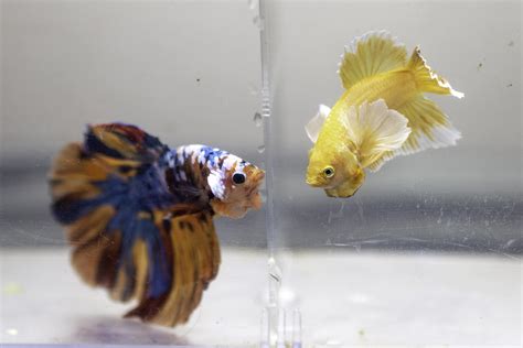 They will fight and kill any other male bettas, and have been known to kill their offspring. Betta Fish: they look like pokemon about to battle - Flake ...