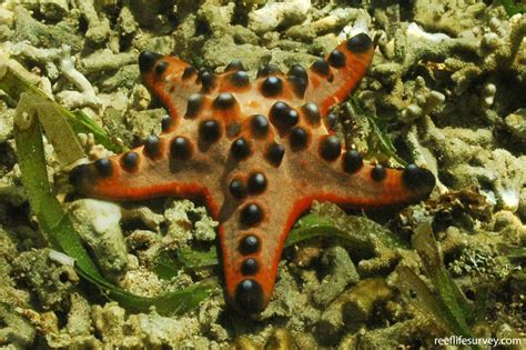 Protoreaster Nodosus Chocolate Chip Starfish Reef Life Survey