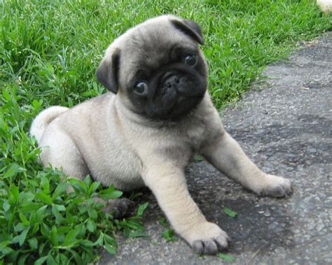 Learn everything you need to know about choosing the right pug puppy everyone loves pug puppies. Pug Dog Breed » Information, Pictures, & More