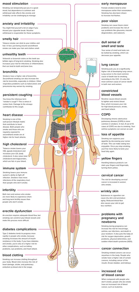 Its purpose is to attach the skin to endocrine system #to# it also help different body parts to communicate by secreting chemical. 26 Health Effects of Smoking on Your Body