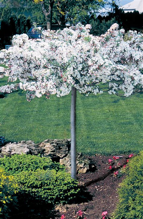 Regular crabapple pruning is required to have a great looking tree. Crabapple | Product Categories | J.C. Bakker Nurseries ...