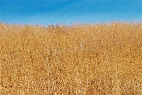 Dry Grass Stock Photo Image Of Scenics Backgrounds Rural 7259822