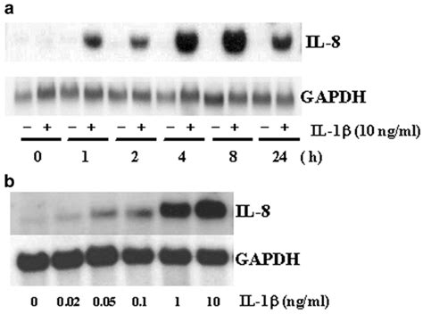Induction Of Il 8 By Il 1b In Human Gastric Tmk 1 Cells Northern Blot