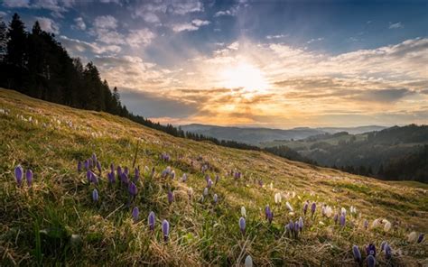 Wallpaper Spring Slope Flowers Sunshine 2560x1600 Hd Picture Image