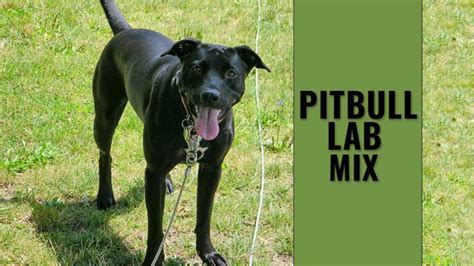 Pitbull Lab Mix Complete Guide For A Bullador Owner Petmoo