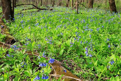 Virginia Bluebells Blooming At Cardinal Marsh Ia 653a8942 Flickr