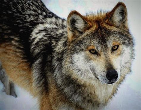 Beautiful Wolves Mexican Wolf Mexican Gray Wolf Wolf Dog