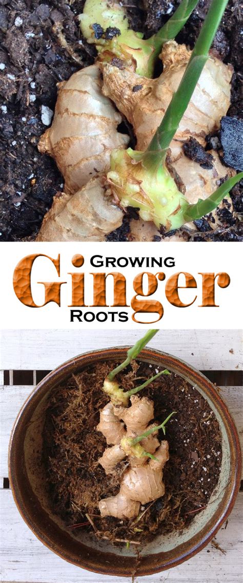 How To Grow Ginger At Home Ginger Growing Root Grow Everything