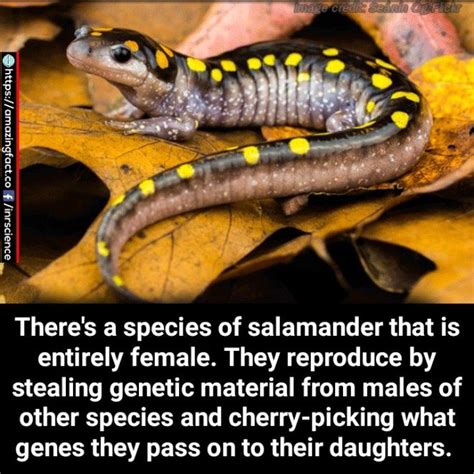 Tiger Salamander Fun Facts Unbelievable Facts Fun Facts About