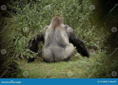 Gorilla Facing Away From Camera Showing Stock Photo Image Of Jungle