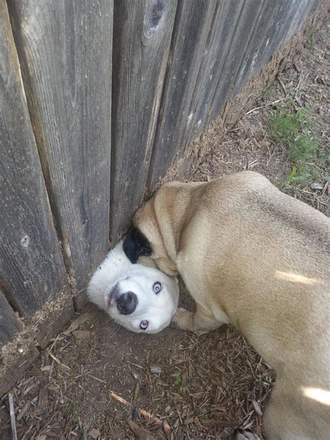 11 Hilarious Images Of Dogs Whove Made A Huge Mistake