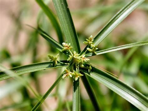 Cyperus Alternifolius Cold