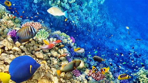 Beautiful Coral Reefs Wallpaper Underwater Wallpaper Tropical Art