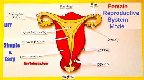 Labeled Diagram Of The Female Reproductive System External And Side Images And Photos Finder