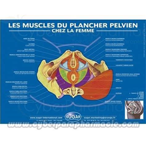 Poster Du Plancher Pelvien Poster