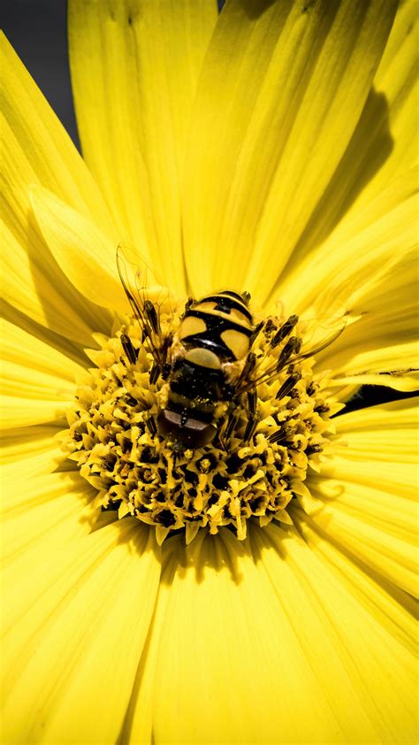 Download Wallpaper 2160x3840 Myathropa Bee Flower Macro Yellow