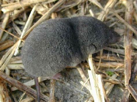 Shrew History And Some Interesting Facts