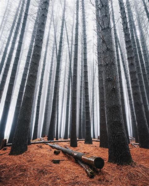 Trees Forest Landscape Wood Mist Wallpapers Hd Desktop And Mobile