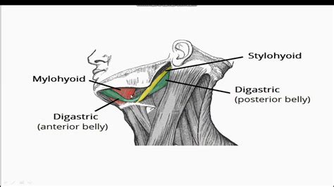 Submandibular Region Lecture Submandibular Gland Submandibular