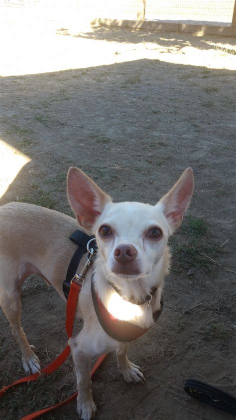Dog For Adoption Hutch A Chihuahua Mix In Petaluma Ca