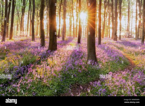 Beautiful Woodland Bluebell Forest In Spring Purple And Pink Flowers