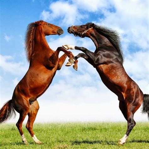 Love Horses Youtube