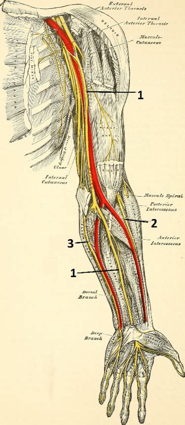 Major Nerves In Arm Diagram Quizlet