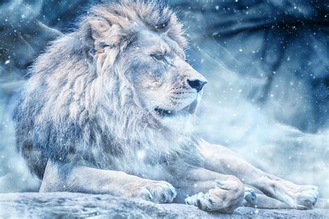 Lion Art Snow Lion Lion Artwork Lion Poster