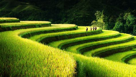 Terraced Fields In Northern Vietnam Landscape Beautiful Vietnam