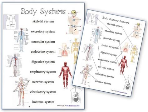 Human Body Systems Free Anatomy Matching Page And Body Systems Chart
