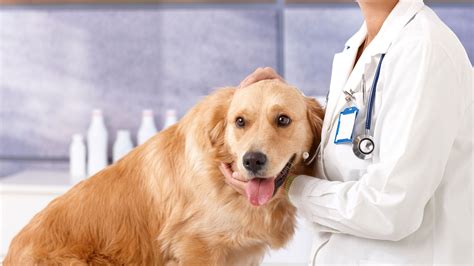 Lafayette veterinary hospital is an animal care facility equipped to handle your pet's medical needs. Pet Hospital & Vet Clinic | Normandale Veterinary Hospital ...