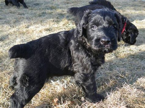 Giant Schnauzer Puppies For Sale In Calgary Alberta Nice Pets In Canada
