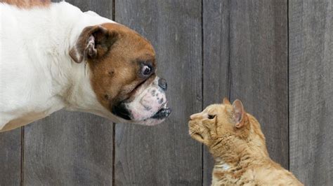 Dog People Vs Cat People What Pet Preference Says About