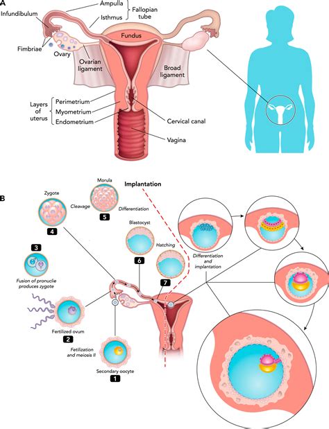 Female Reproductive System Infographic Lifemap Discov Vrogue Co