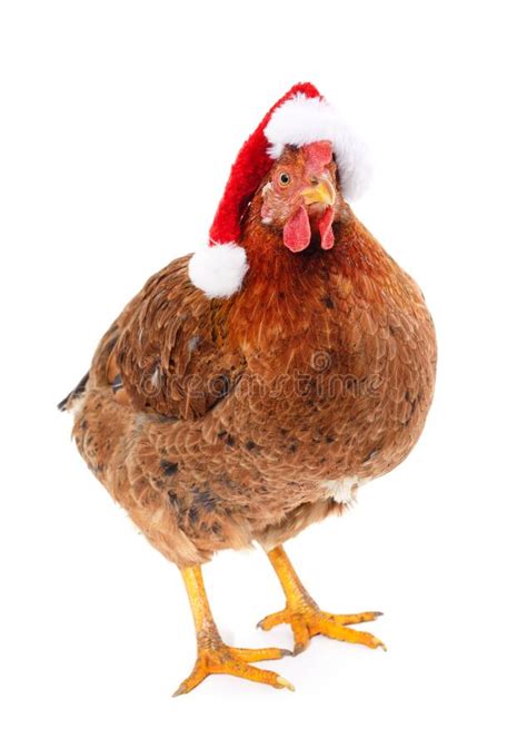 468 Chicken Christmas Hat Stock Photos Free And Royalty Free Stock
