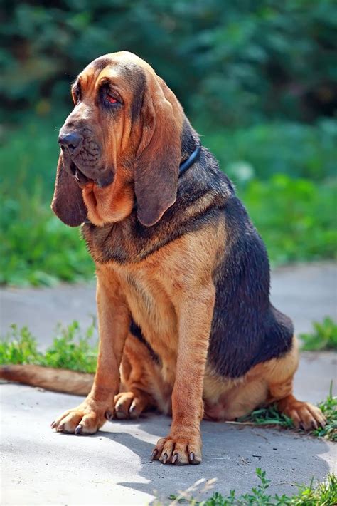 Bloodhound Dog Breed Profile Maryland Pet