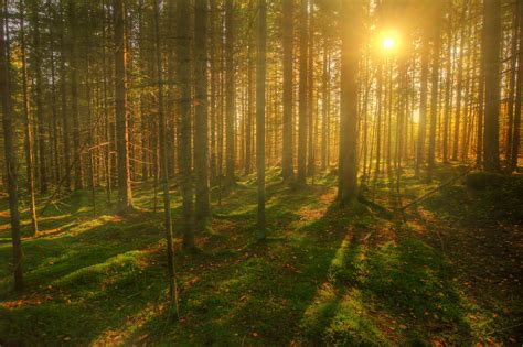 795507 Forests Trees Rays Of Light Grass Rare Gallery Hd Wallpapers