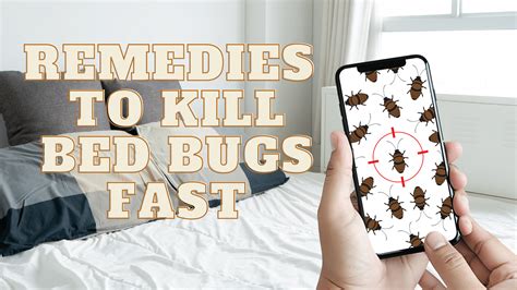 Most Effective Remedies To Kill Bed Bugs Fast Bed Bugs World