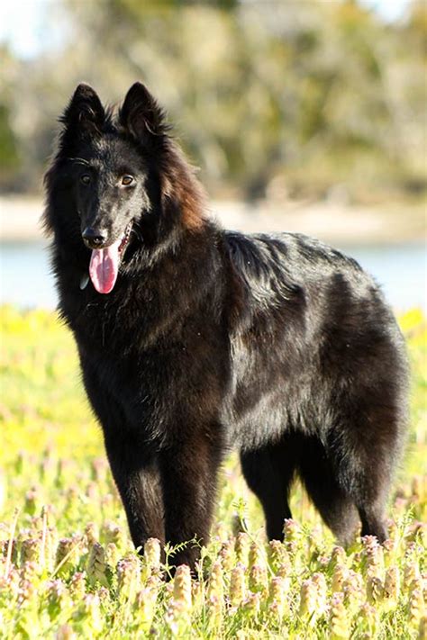 The belgian sheepdog, groenendael, or chien de berger belge is a hardy, highly trainable herding dog with legendary intelligence and strong relationship bonds. Belgian Sheepdog Dog Breed Information