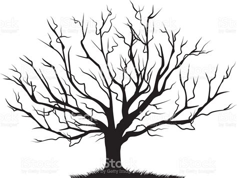 Deciduous Bare Tree Empty Branches Black Silhouette Royalty Free Stock Vector Art Tree Drawing