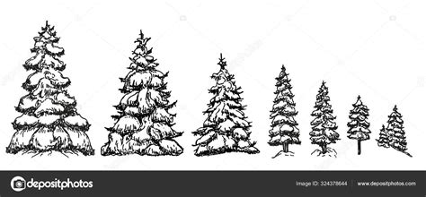 Christmas Trees In The Snow Sketch Collection Of Black And White Fir