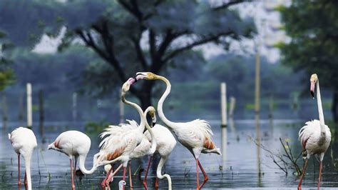 Explore Natures Best At Bharatpur Bird Sanctuary