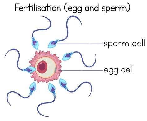 Premium Vector Fertilisation Of Egg And Sperm Diagram