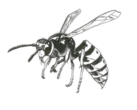 Find more yellow jacket coloring page pictures from our search. Yellow Jacket Drawing at GetDrawings | Free download