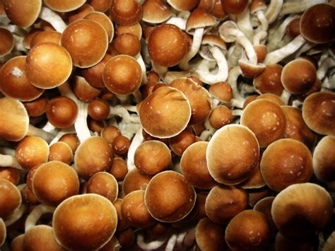Magic Mushrooms Effects Risks And How To Get Help