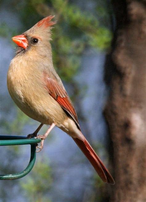 Search engine for identifying birds. Backyard Birds | Common Backyard Birds in New Jersey in ...