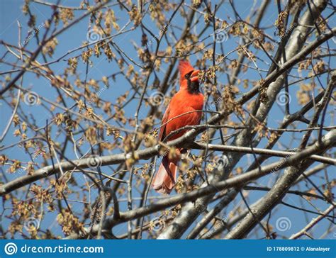 Red Male Cardinal Singing In A Tree Stock Photo Image Of Mating Call