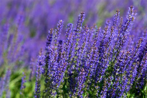 Best Plants With Purple Flowers To Grow Outdoors